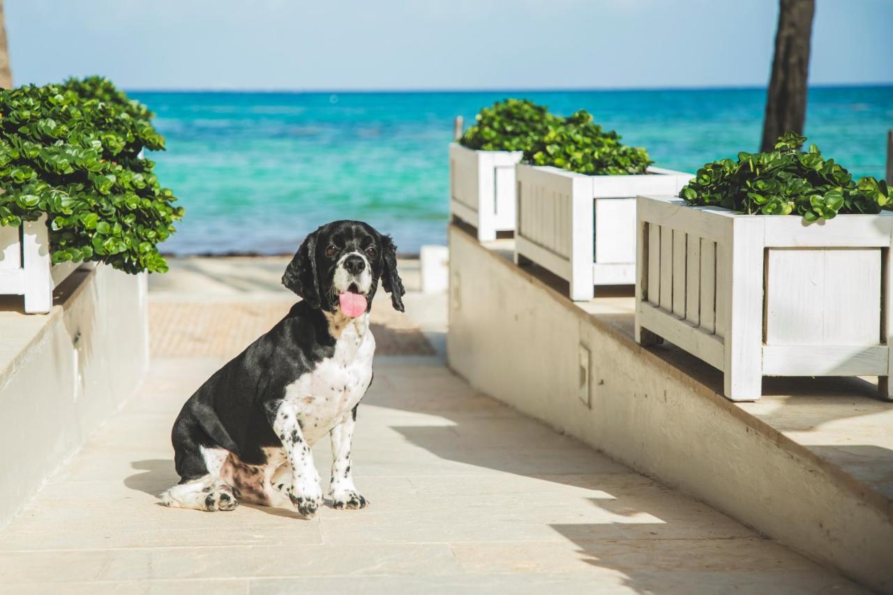 Thompson Playa Del Carmen Beach House, By Hyatt Екстер'єр фото